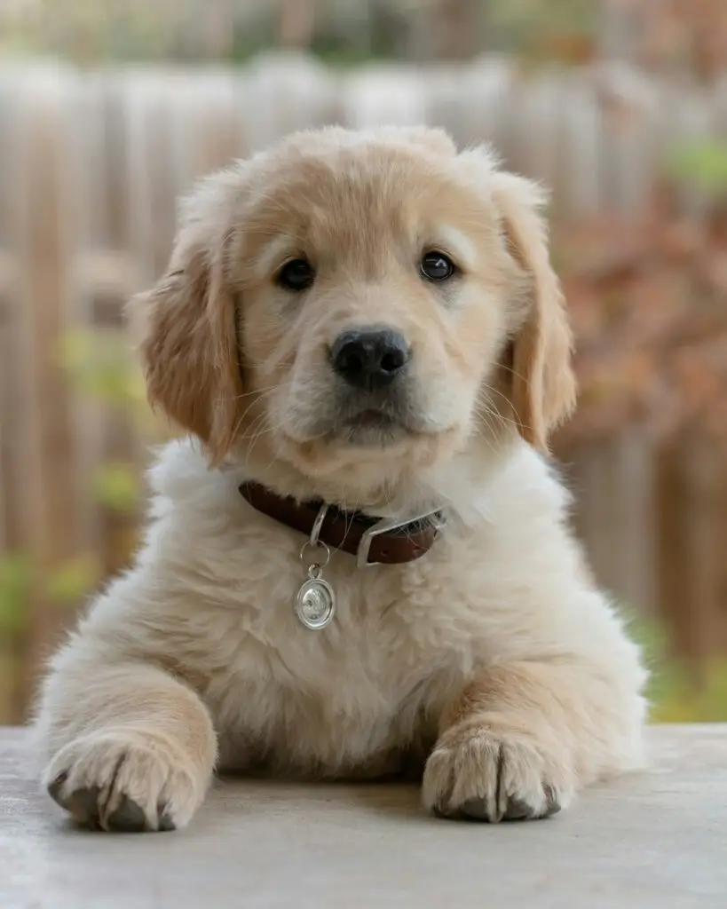 puppy wennen
